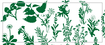 25 Floral (plant) Photoshop brushes set