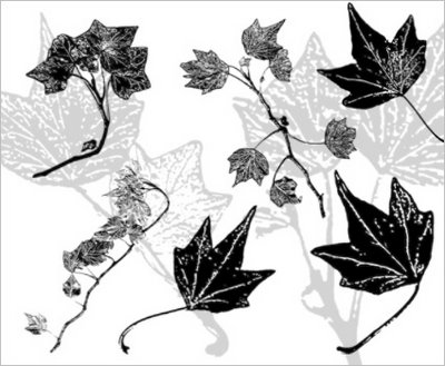 Download free Photoshop brushes: Ivy leaves