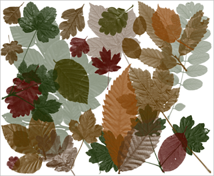 Photoshop Brush: Wood Leaves