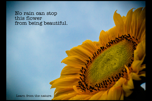 Image of motivational postcard, no rain can stop this flower from being beautiful