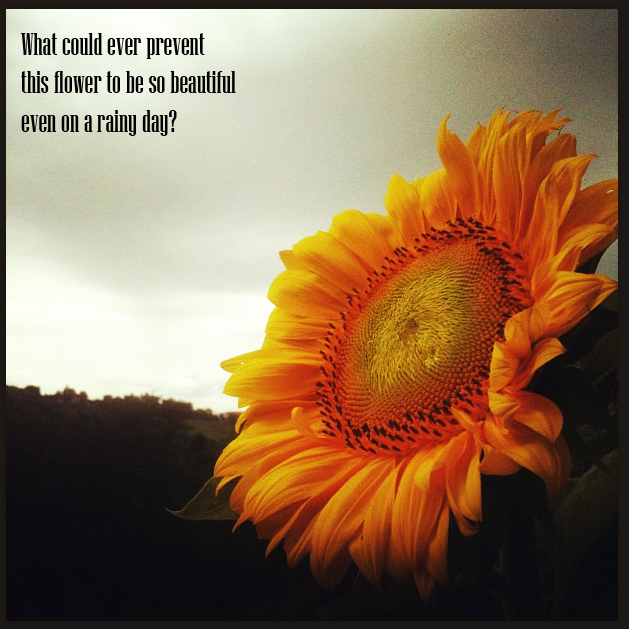Sunflower On A Rainy Day