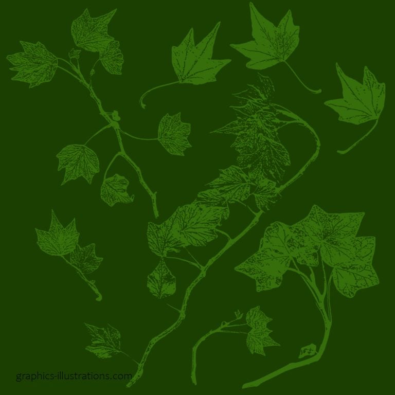 Download free Photoshop brushes Ivy leaves