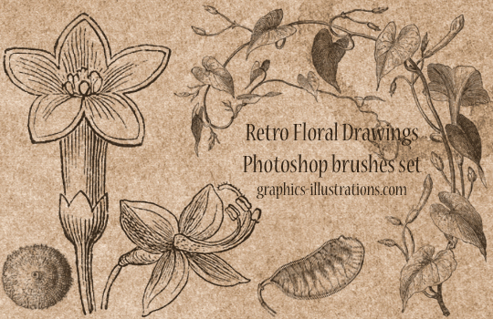 Free Photoshop Brushes: Retro Floral Drawings 2