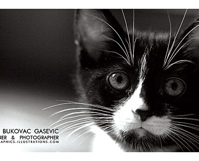 Using Pet Photography On Business Cards Design