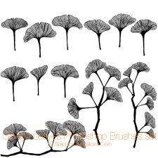 Ginkgo Leaves Photoshop brushes and transparent PNG digital stamps, Ginkgo Leaves Vector Files, Botanical Digital Stamps, Commercial Use