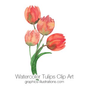 Watercolor Flowers, Watercolor Tulips Clip Art