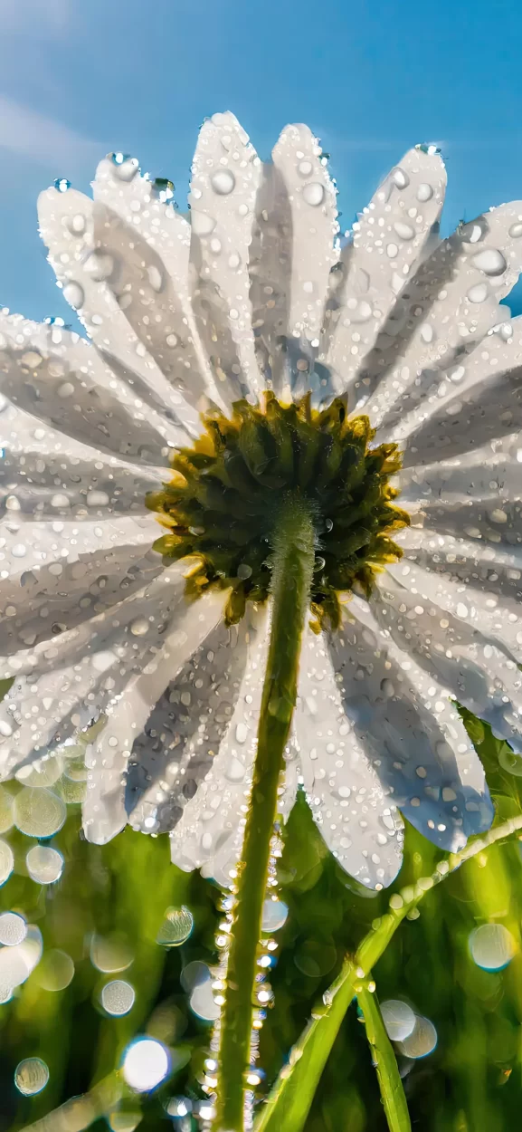 flower wallpaper iphone