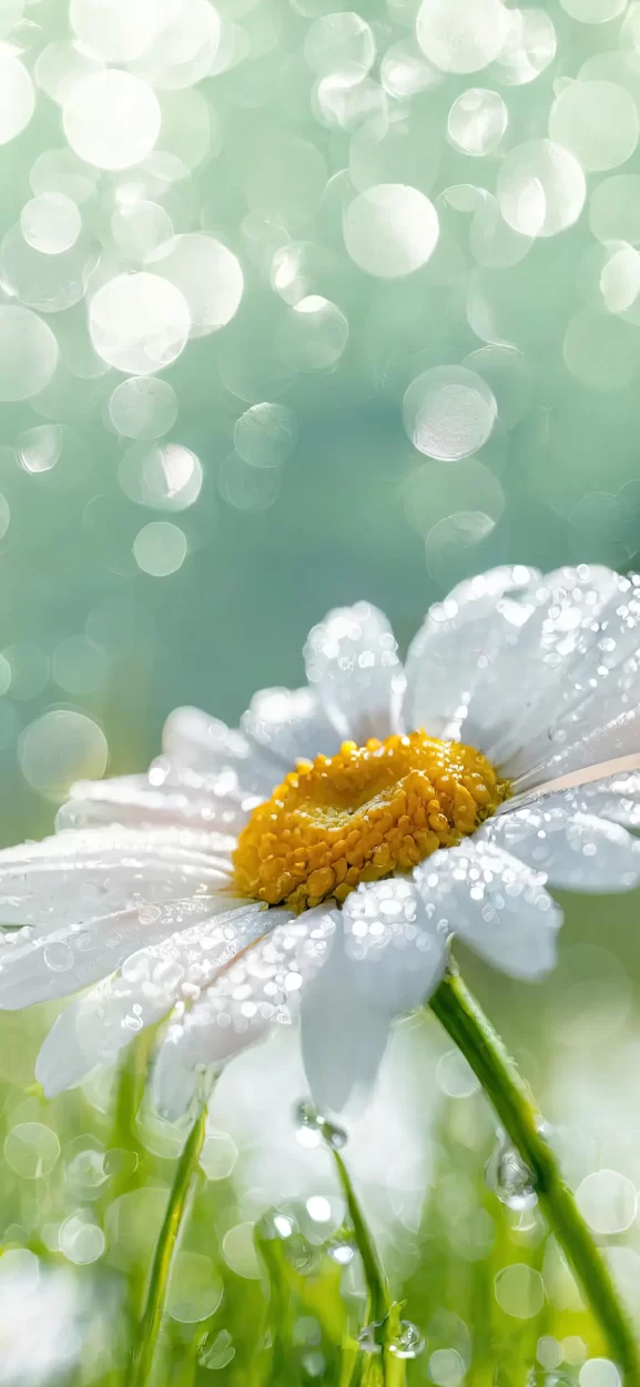 flower wallpaper iphone