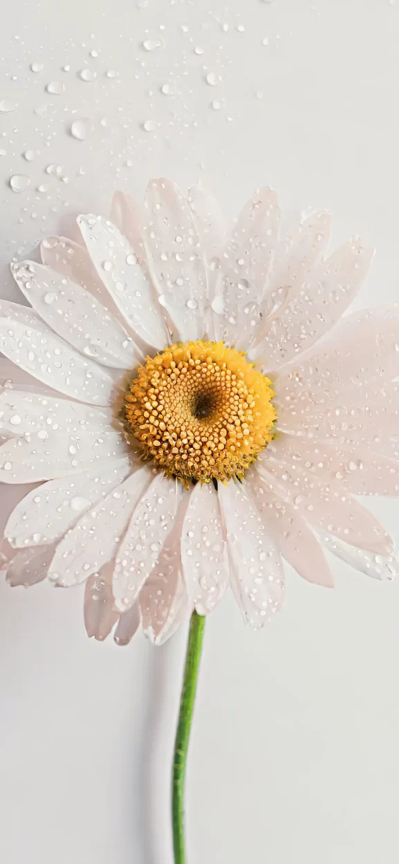 flower wallpaper iphone