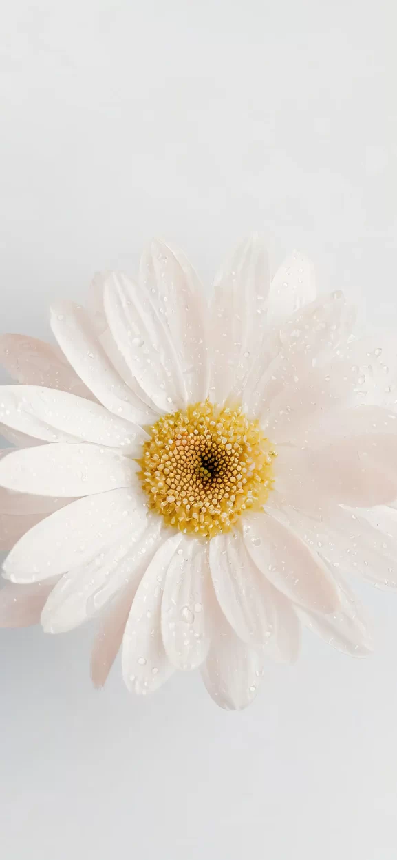flower wallpaper iphone