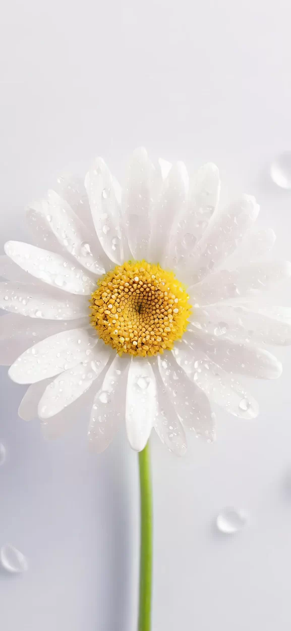 flower wallpaper iphone