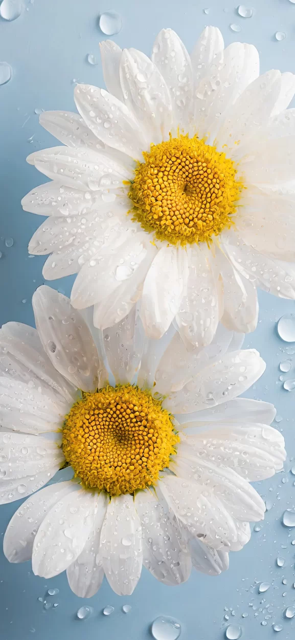 flower wallpaper iphone