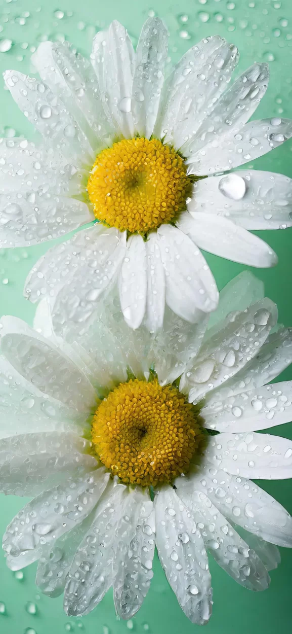 flower wallpaper iphone