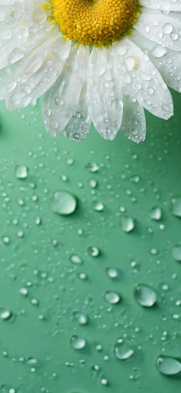 flower wallpaper iphone