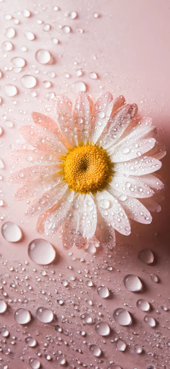 flower wallpaper iphone