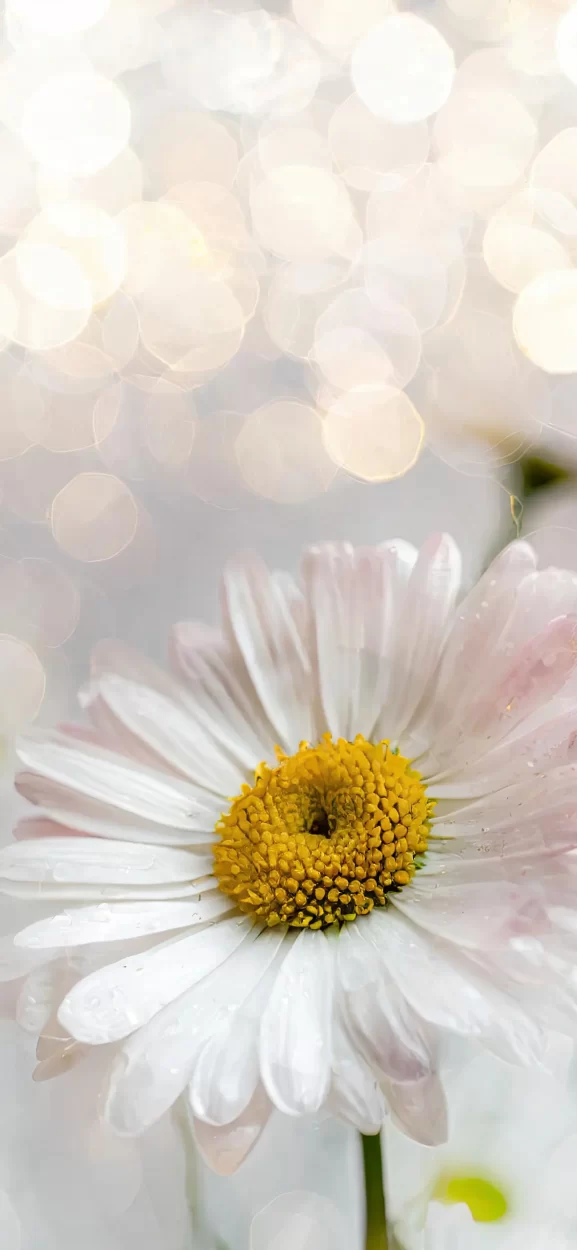 floral background for iphone