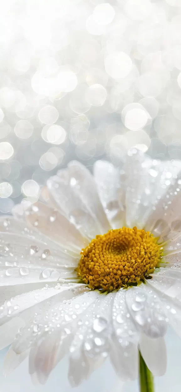 floral background for iphone