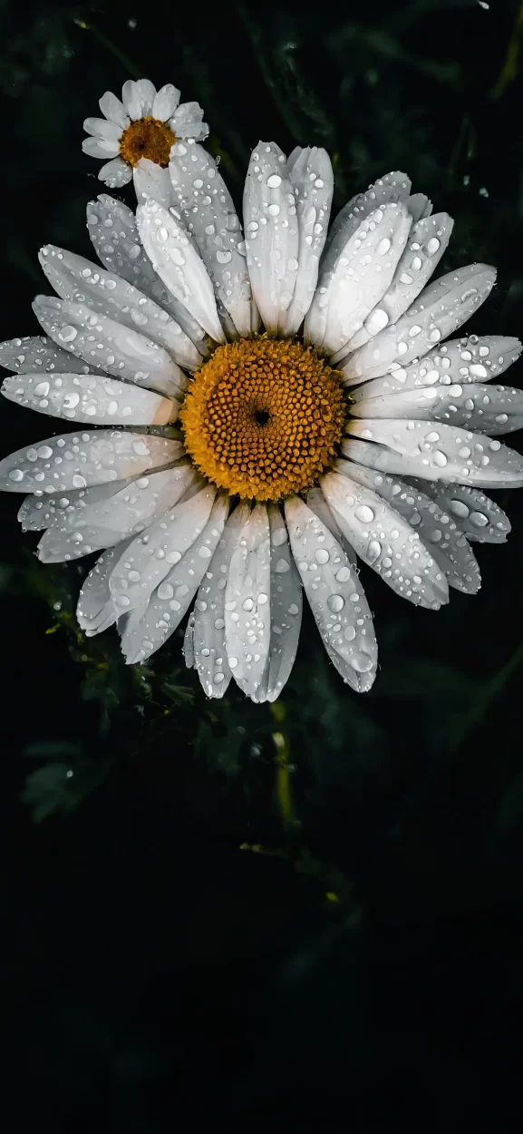 floral background for iphone