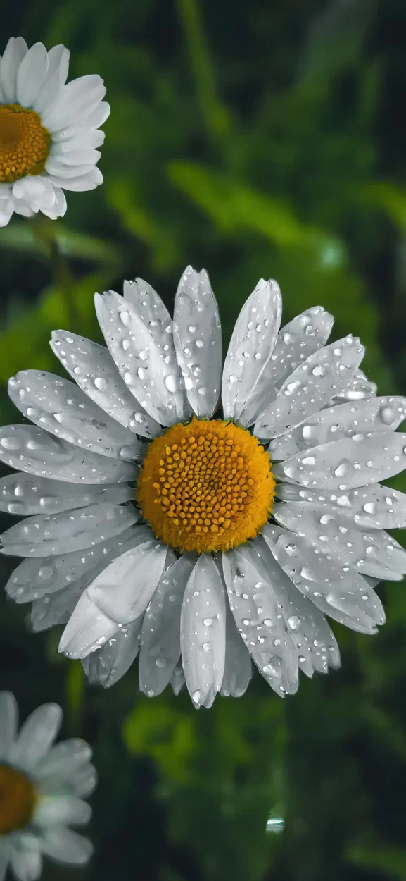 floral background for iphone