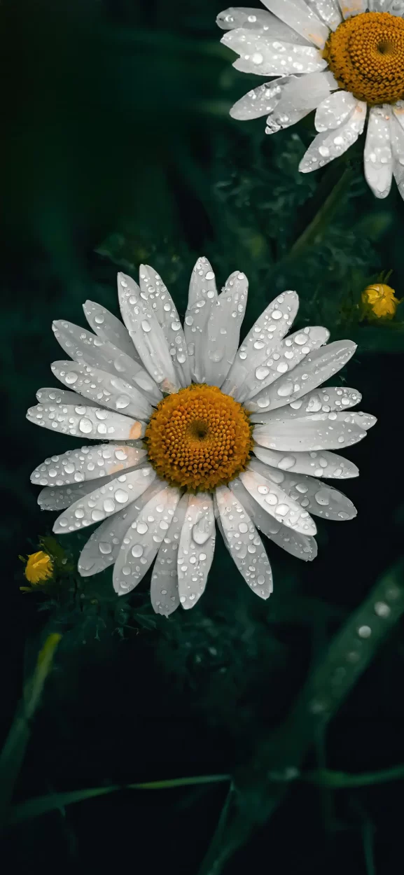 floral background for iphone