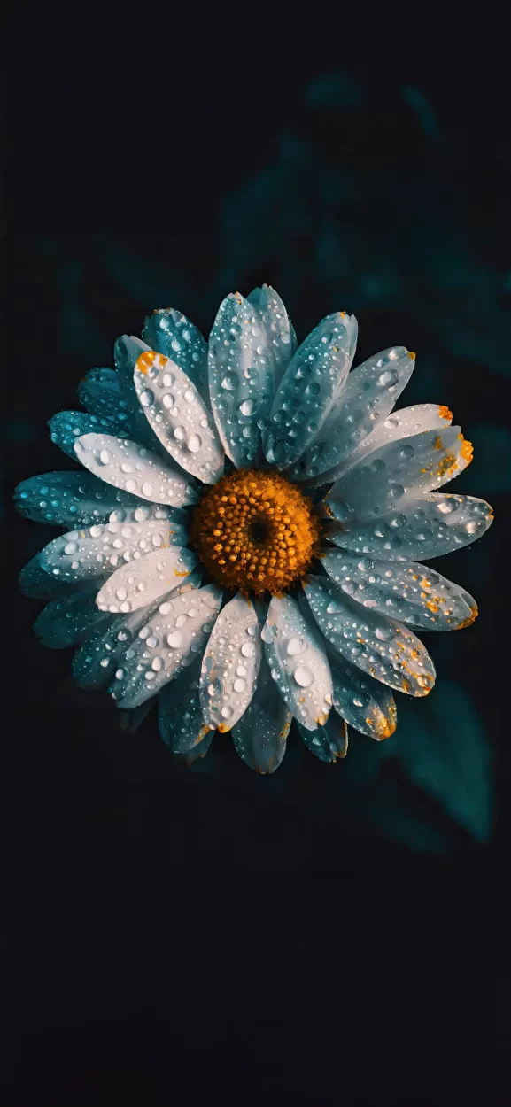 floral background for iphone