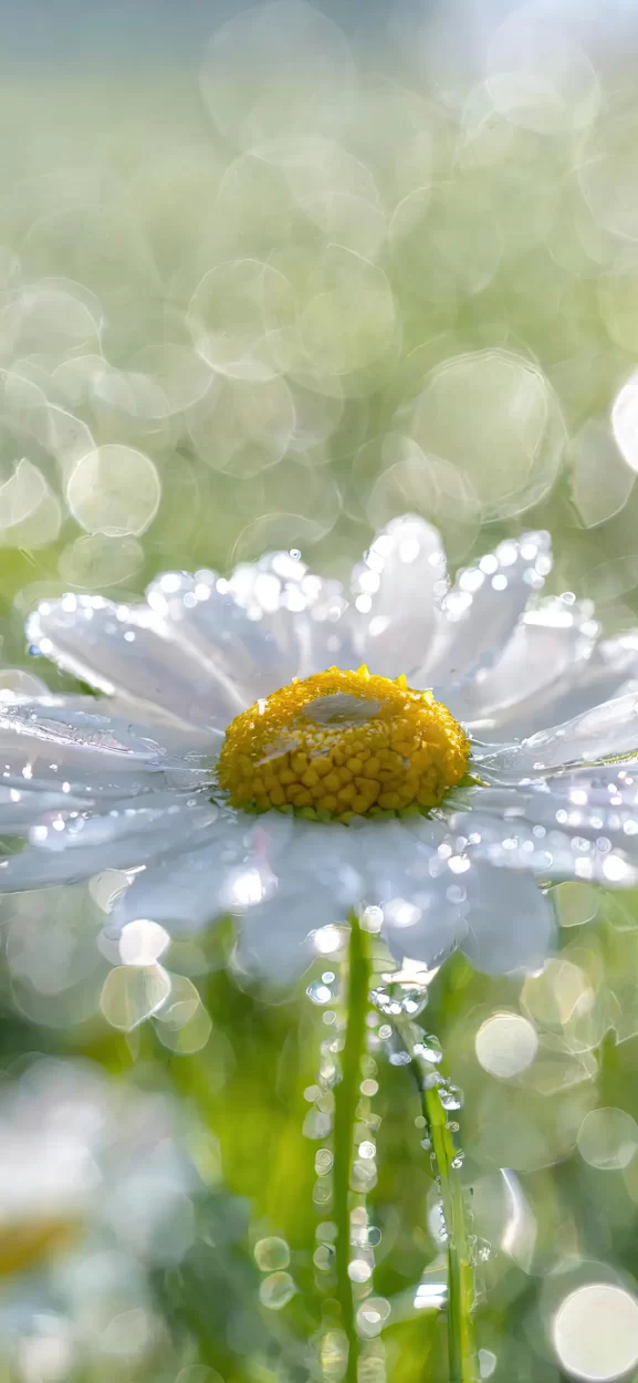 floral background for iphone