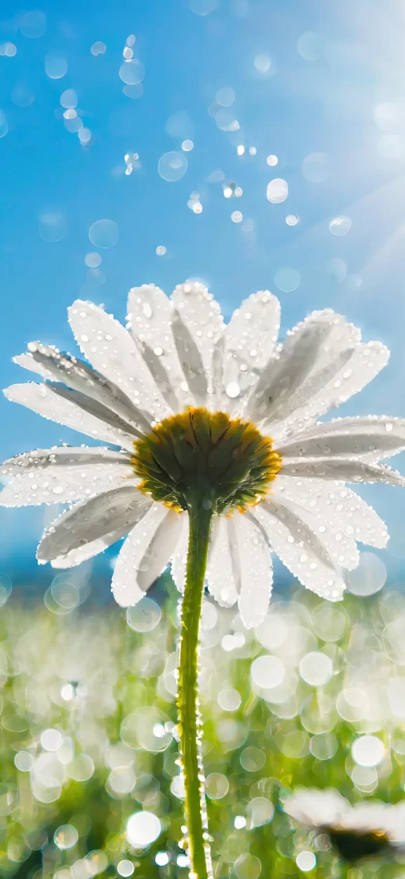 floral background for iphone