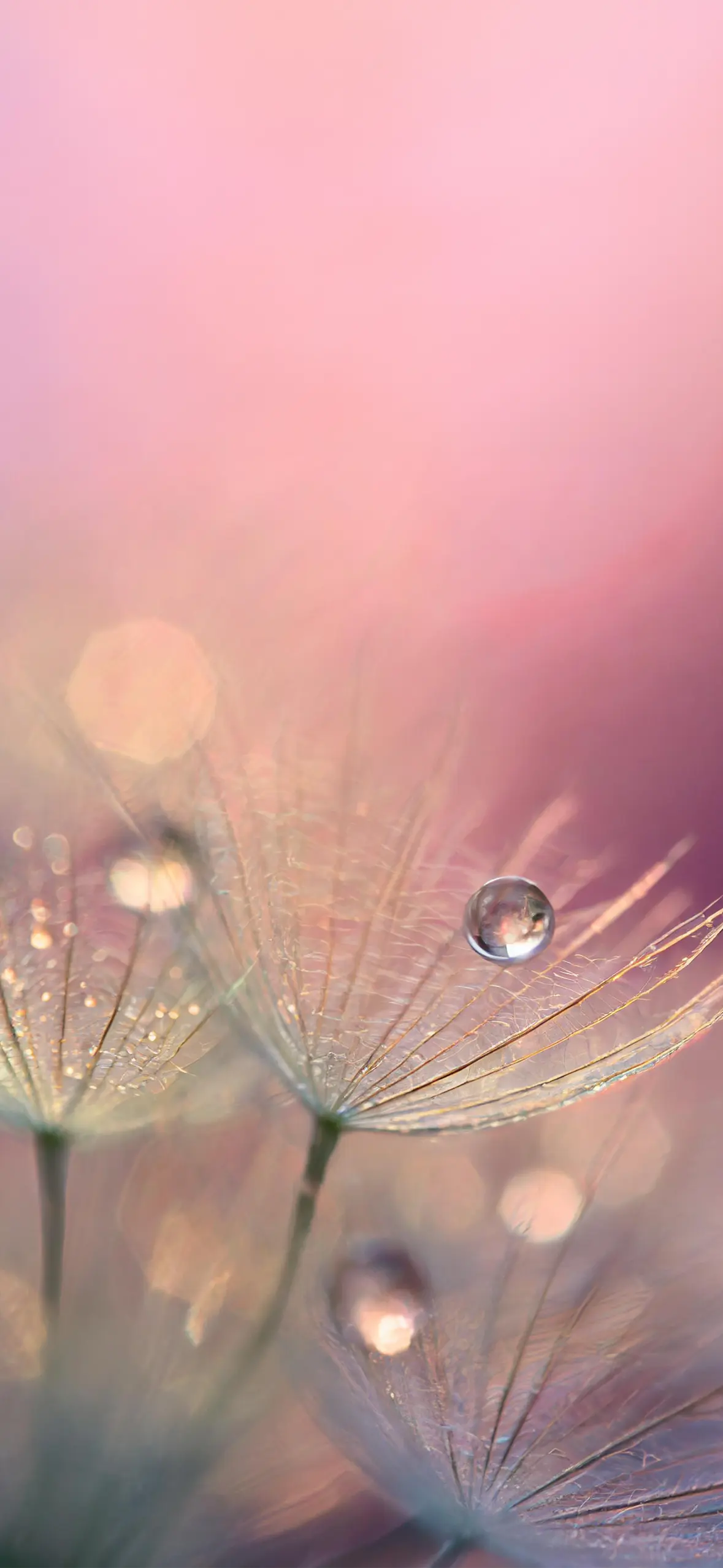dandelion backgrounds