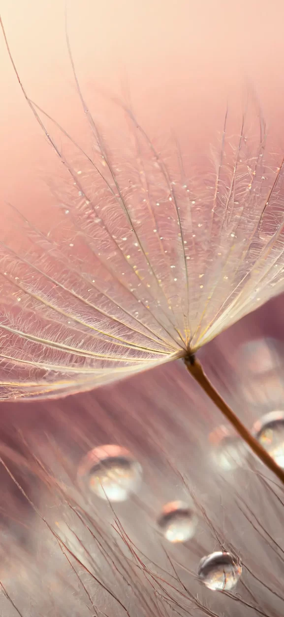 dandelion backgrounds