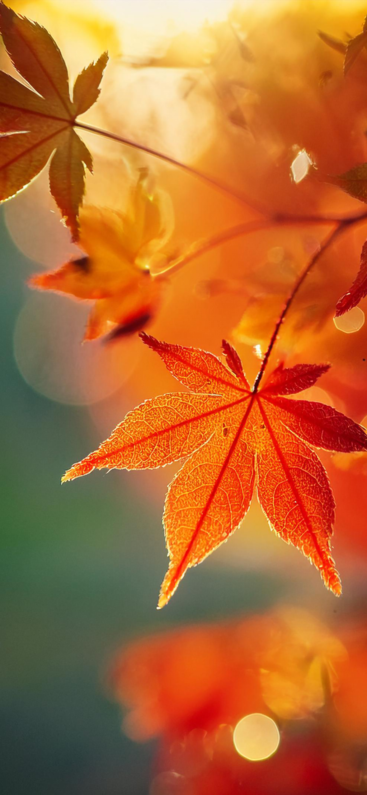 Fall Wallpaper for iPhone: Cozy, Colorful, and Full of Autumn Vibes!