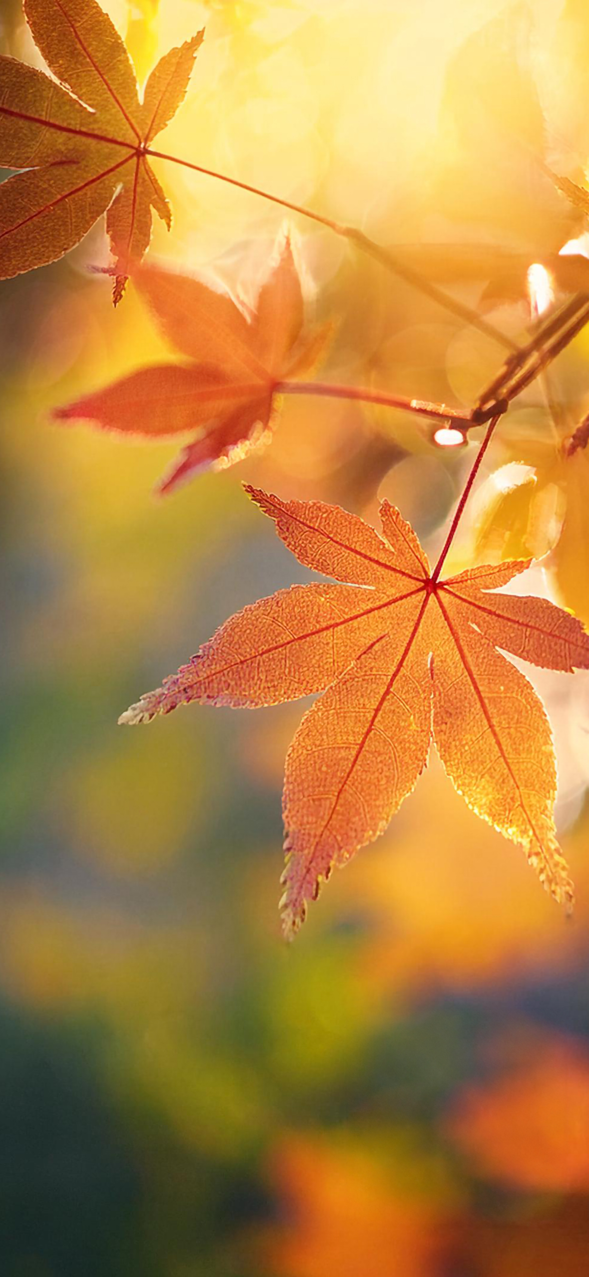 Fall Wallpaper for iPhone: Cozy, Colorful, and Full of Autumn Vibes!