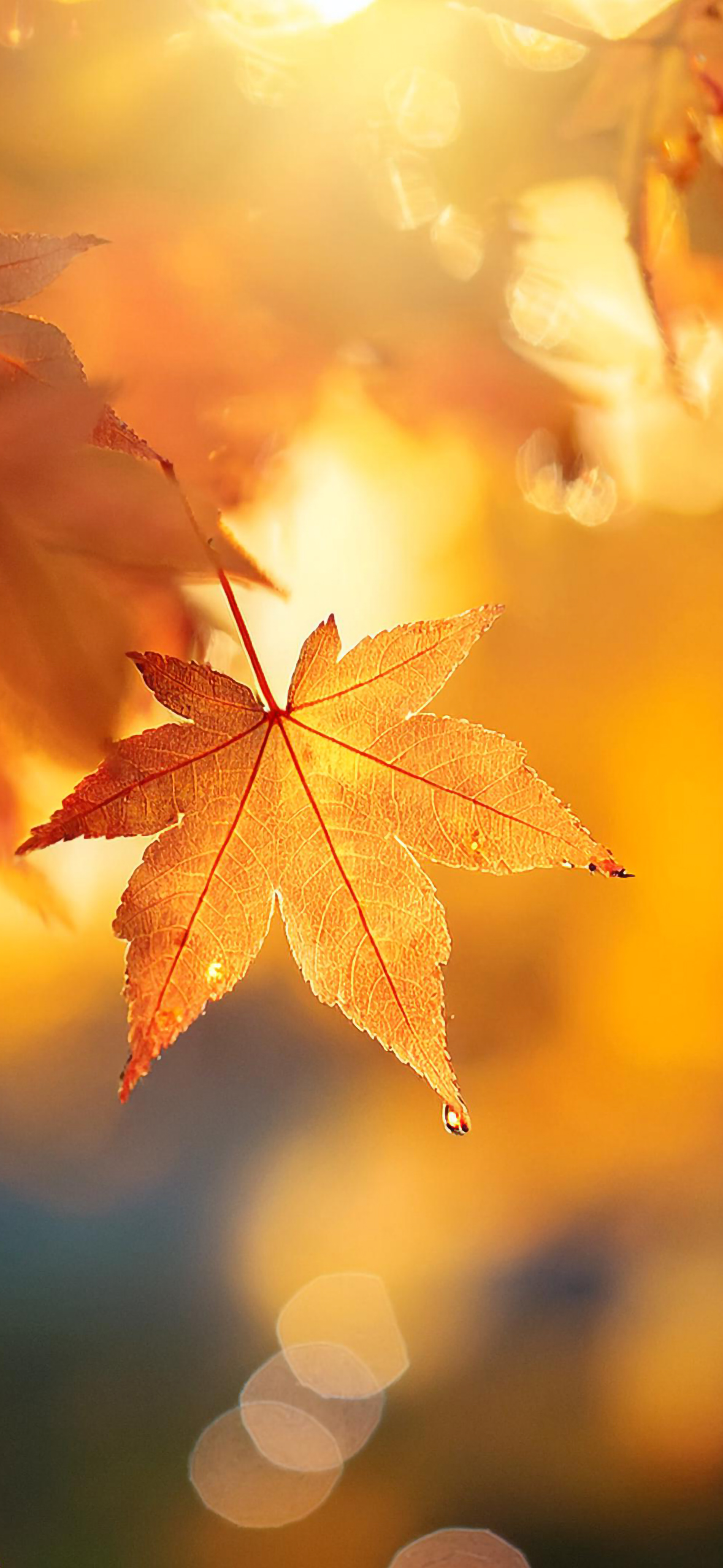 Fall Wallpaper for iPhone: Cozy, Colorful, and Full of Autumn Vibes!