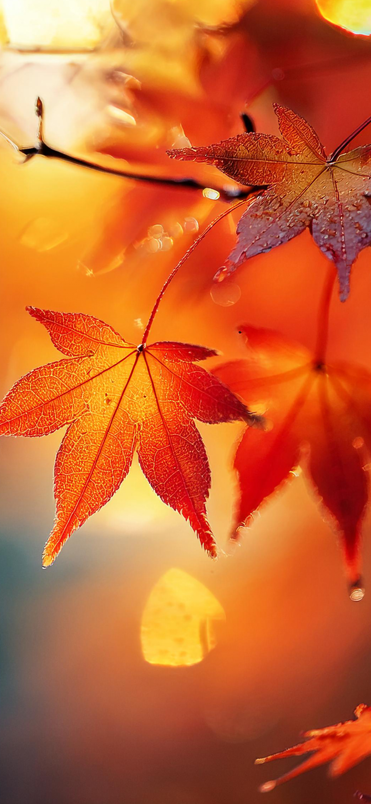 Fall Wallpaper for iPhone: Cozy, Colorful, and Full of Autumn Vibes!