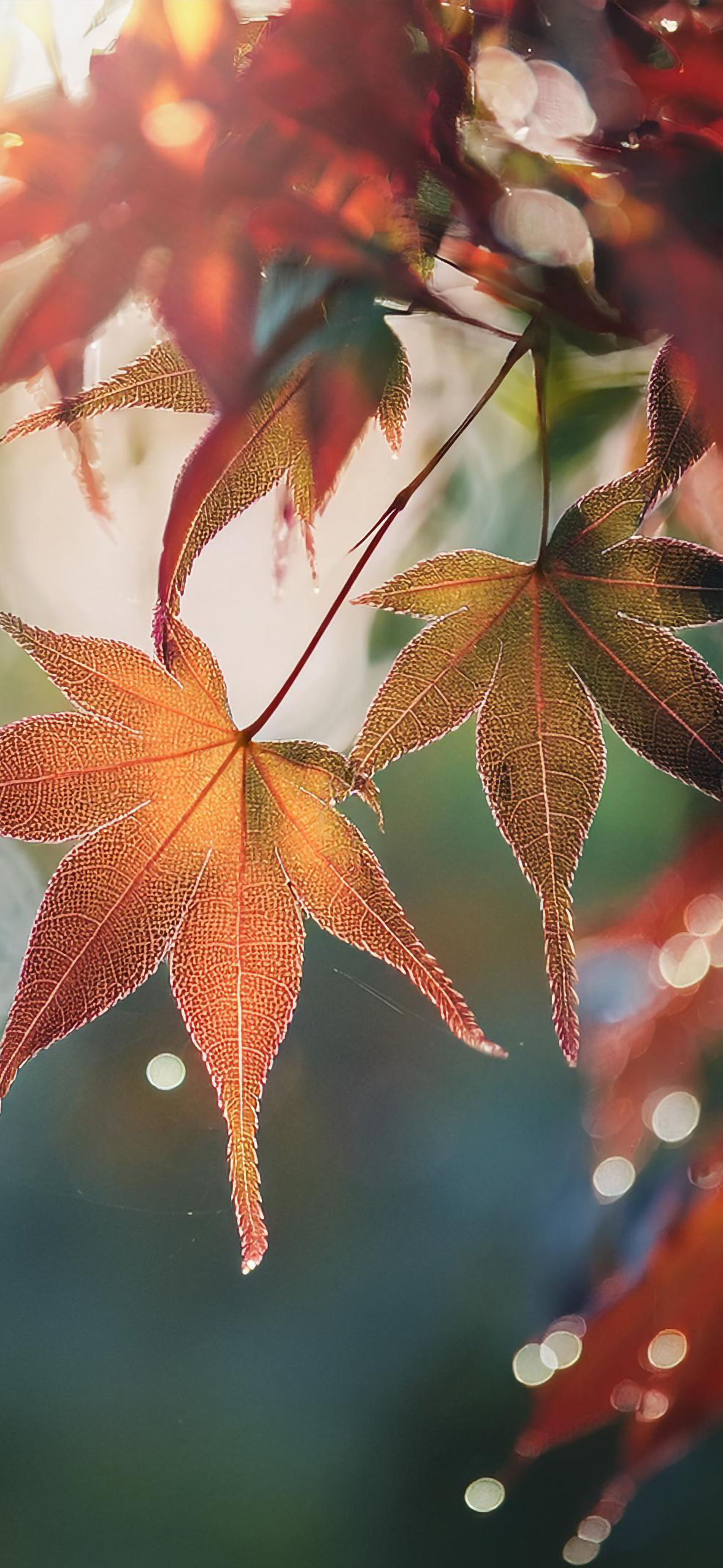 Fall Wallpaper for iPhone: Cozy, Colorful, and Full of Autumn Vibes!