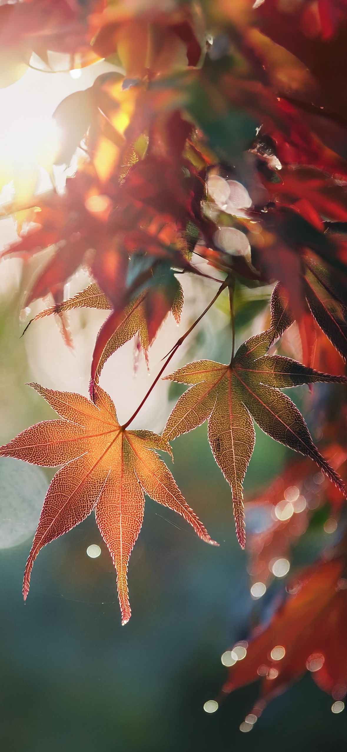 Fall Wallpaper for iPhone: Cozy, Colorful, and Full of Autumn Vibes!