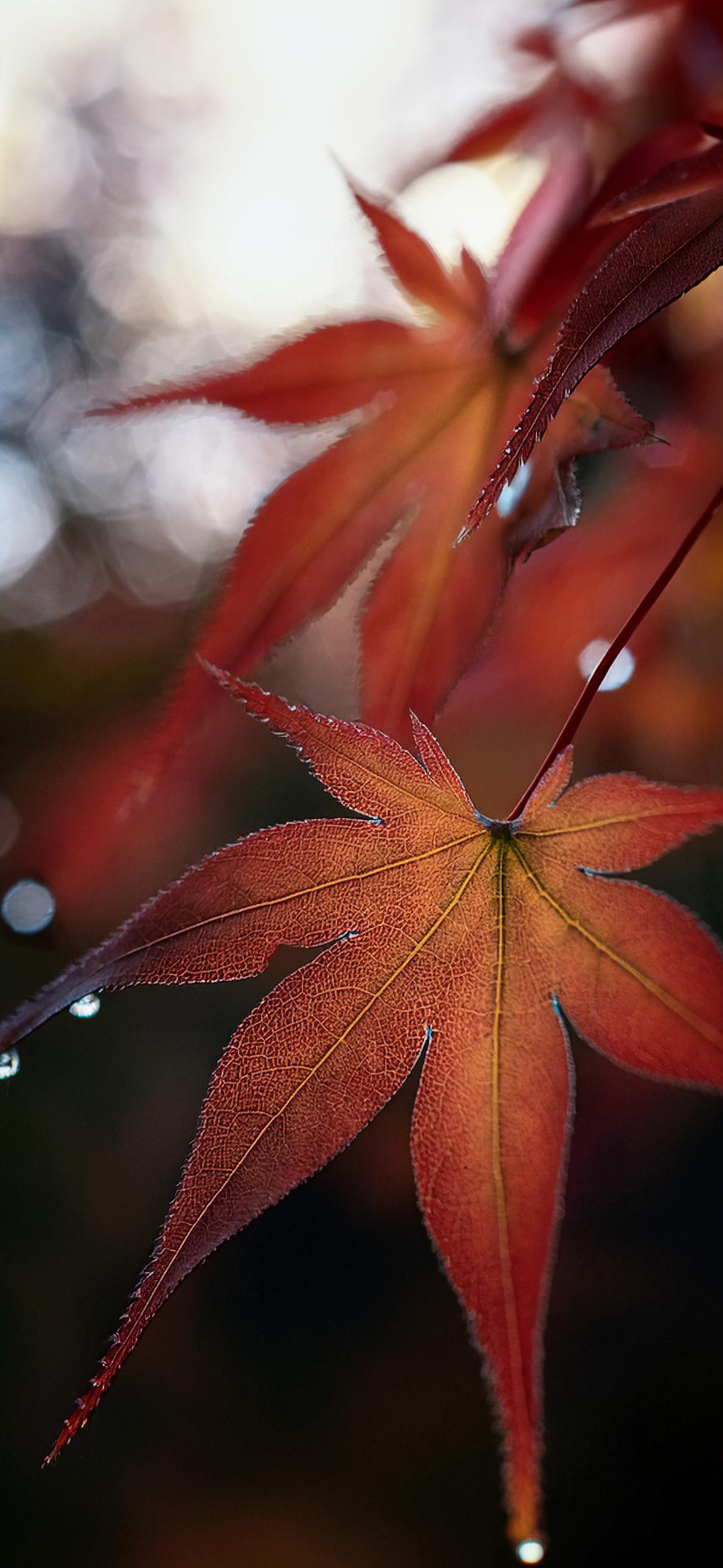 Fall Wallpaper for iPhone: Cozy, Colorful, and Full of Autumn Vibes!