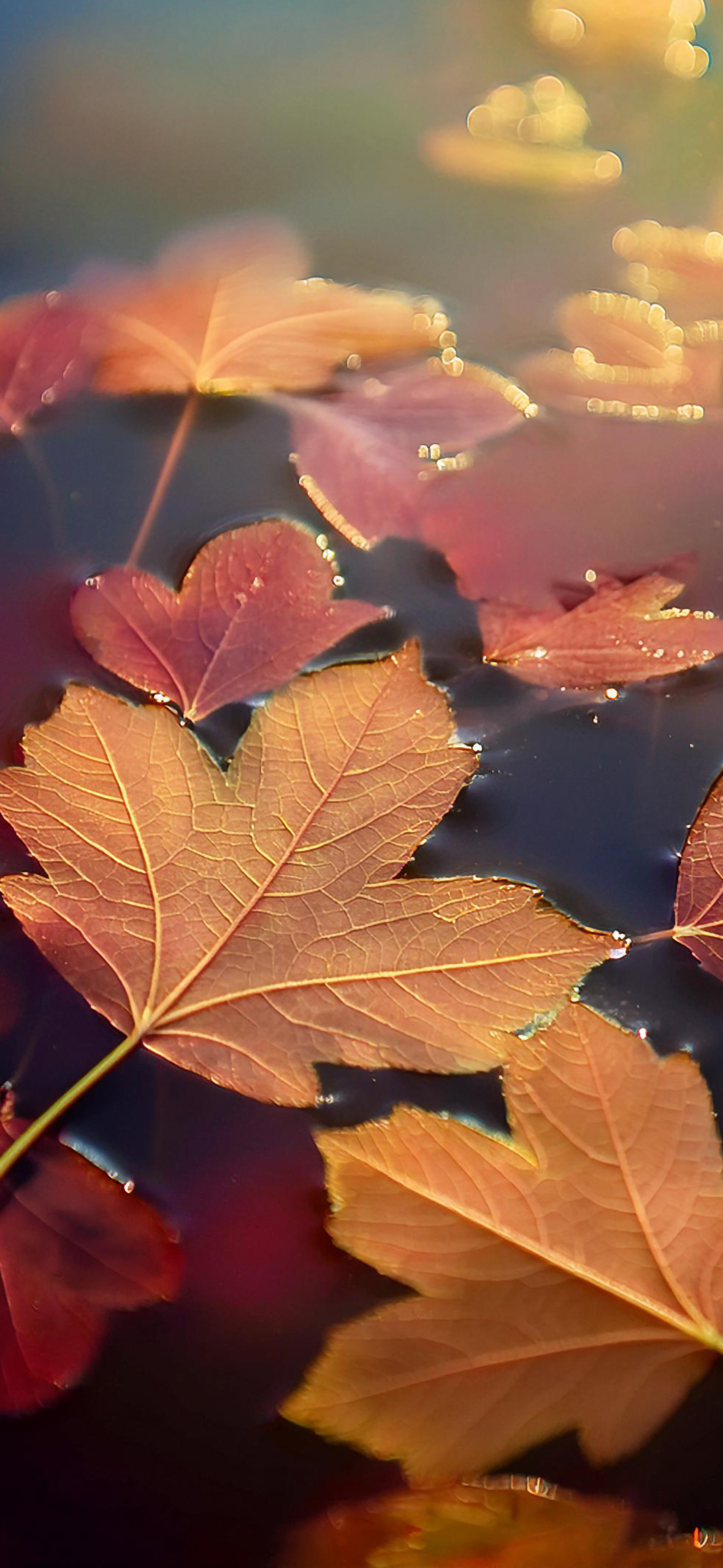 Fall Wallpaper for iPhone: Cozy, Colorful, and Full of Autumn Vibes!