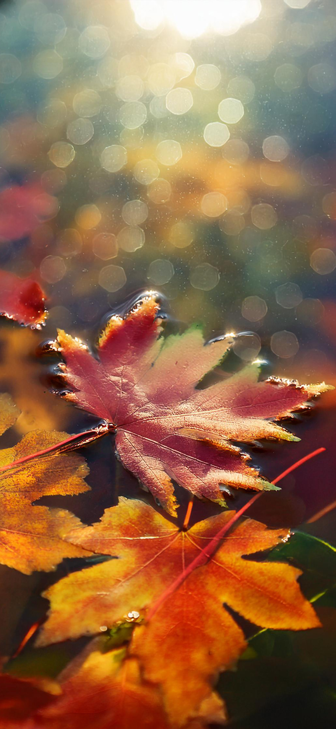 Fall Wallpaper for iPhone: Cozy, Colorful, and Full of Autumn Vibes!