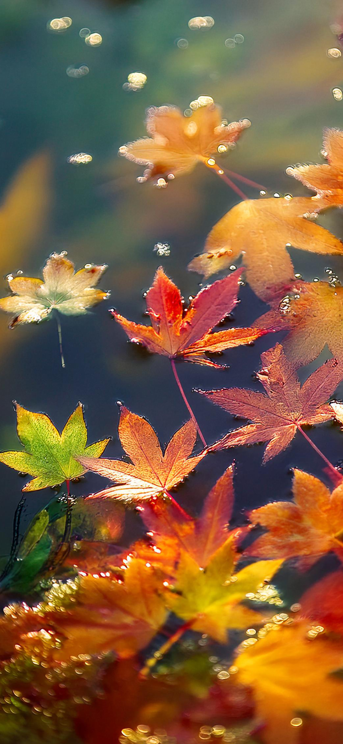 Fall Wallpaper for iPhone: Cozy, Colorful, and Full of Autumn Vibes!