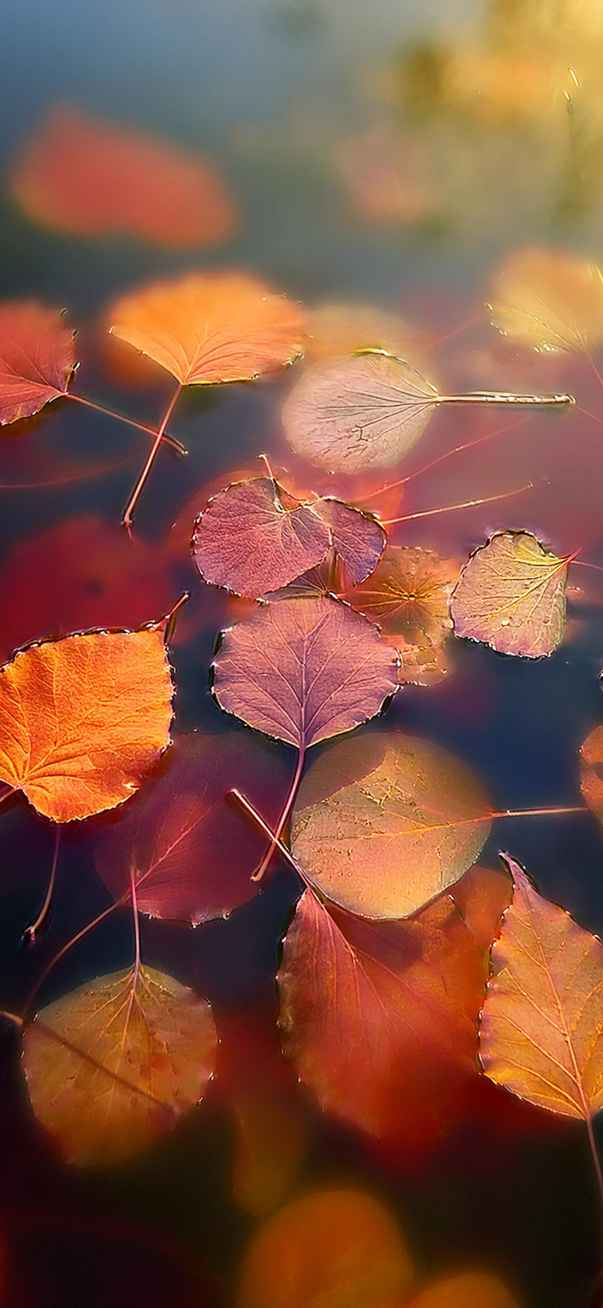 Fall Wallpaper for iPhone: Cozy, Colorful, and Full of Autumn Vibes!
