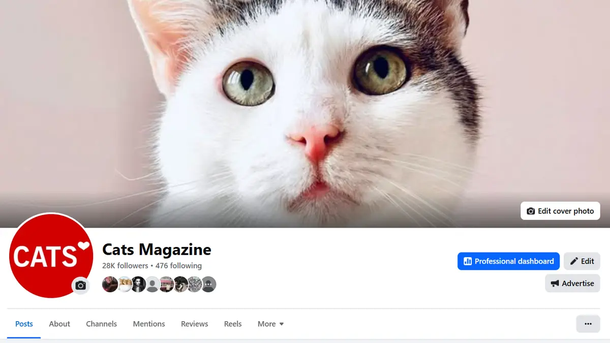 Cats Magazine Facebook page with my cat Pierre in a header image